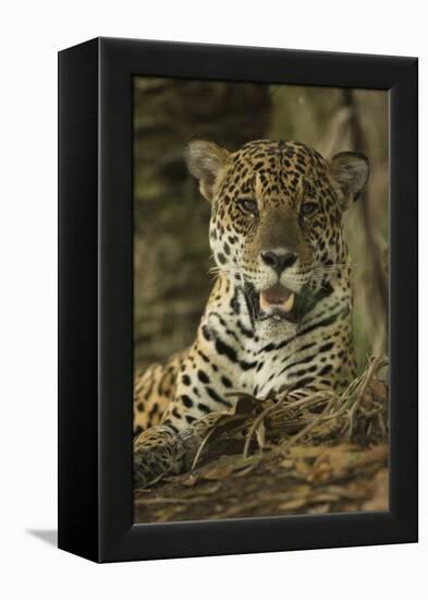 Jaguar-Joe McDonald-Framed Premier Image Canvas