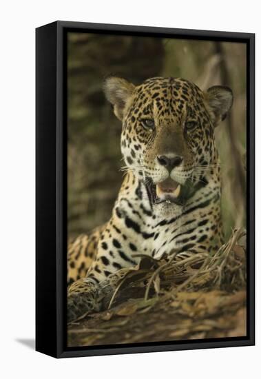 Jaguar-Joe McDonald-Framed Premier Image Canvas