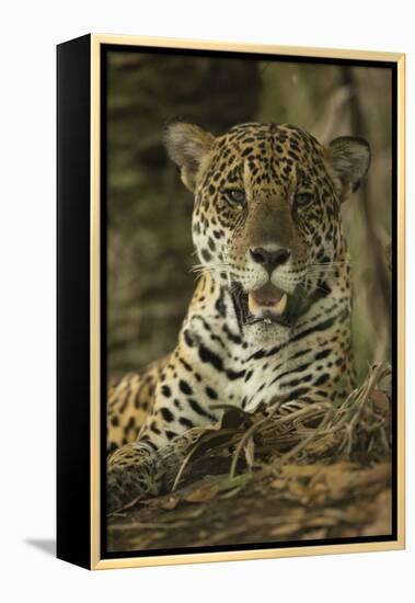 Jaguar-Joe McDonald-Framed Premier Image Canvas