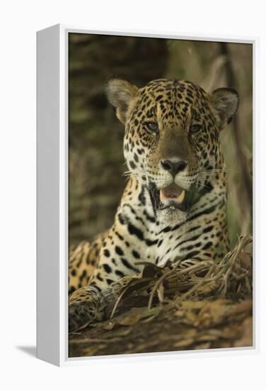 Jaguar-Joe McDonald-Framed Premier Image Canvas