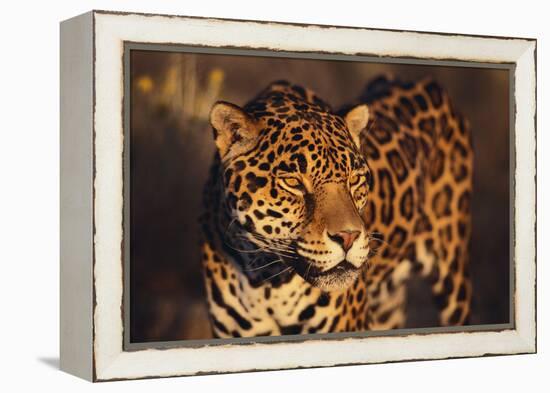 Jaguar-DLILLC-Framed Premier Image Canvas