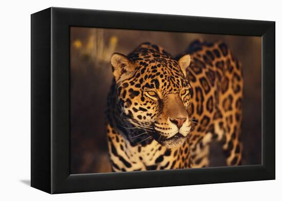 Jaguar-DLILLC-Framed Premier Image Canvas