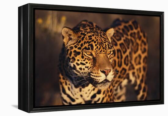 Jaguar-DLILLC-Framed Premier Image Canvas