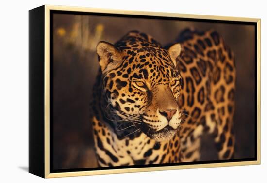 Jaguar-DLILLC-Framed Premier Image Canvas