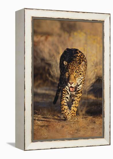 Jaguar-DLILLC-Framed Premier Image Canvas