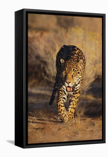 Jaguar-DLILLC-Framed Premier Image Canvas