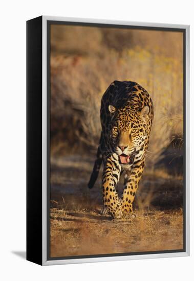 Jaguar-DLILLC-Framed Premier Image Canvas