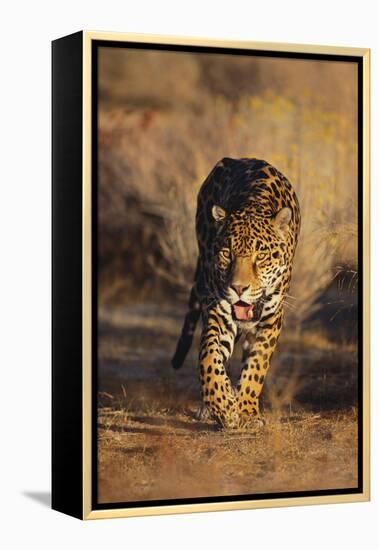 Jaguar-DLILLC-Framed Premier Image Canvas