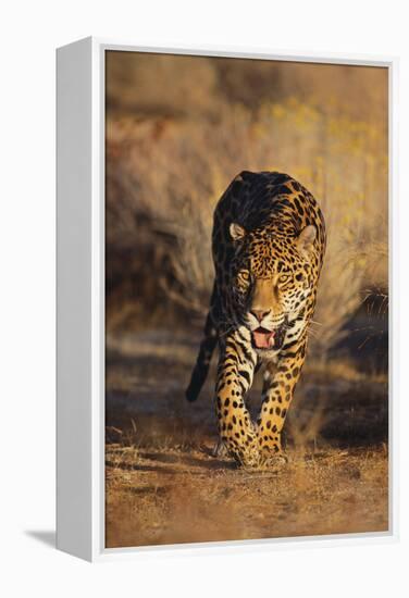Jaguar-DLILLC-Framed Premier Image Canvas