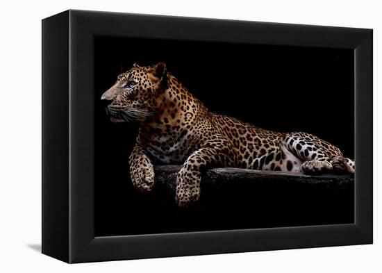 Jaguar-yulius handoko-Framed Premier Image Canvas