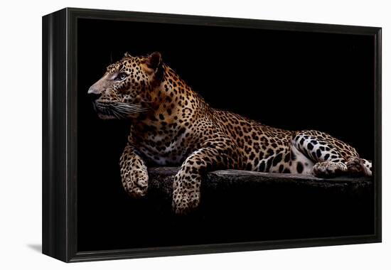 Jaguar-yulius handoko-Framed Premier Image Canvas