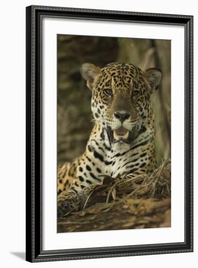 Jaguar-Joe McDonald-Framed Photographic Print