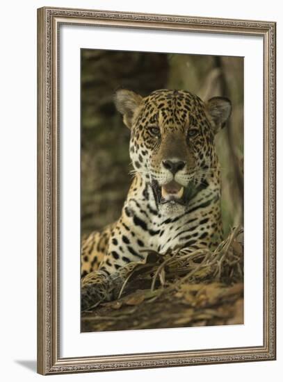 Jaguar-Joe McDonald-Framed Photographic Print