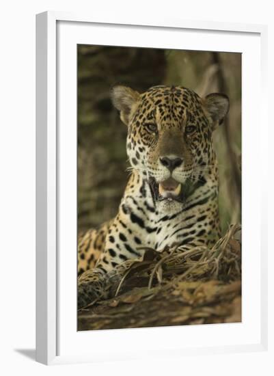 Jaguar-Joe McDonald-Framed Photographic Print