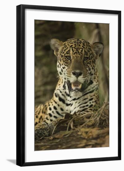 Jaguar-Joe McDonald-Framed Photographic Print