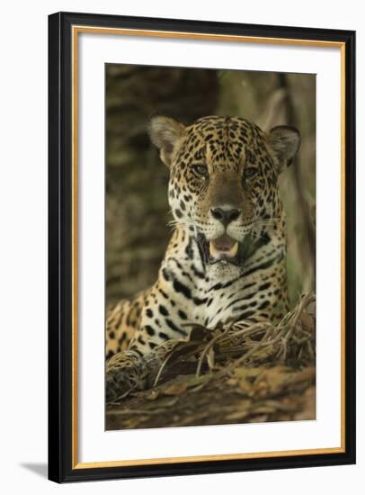 Jaguar-Joe McDonald-Framed Photographic Print