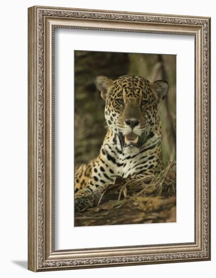 Jaguar-Joe McDonald-Framed Photographic Print