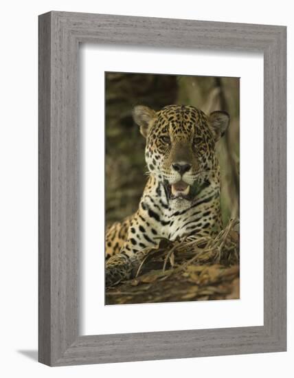 Jaguar-Joe McDonald-Framed Photographic Print