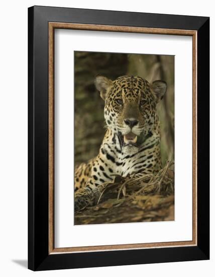 Jaguar-Joe McDonald-Framed Photographic Print