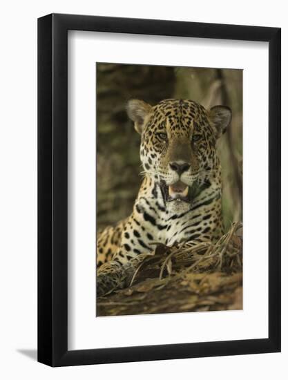 Jaguar-Joe McDonald-Framed Photographic Print