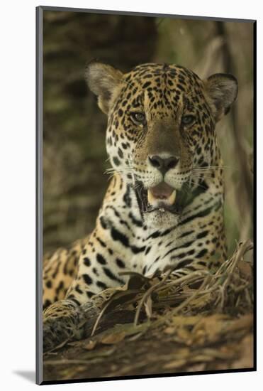 Jaguar-Joe McDonald-Mounted Photographic Print