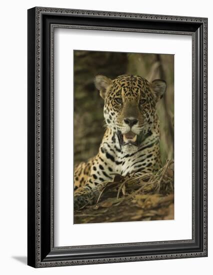 Jaguar-Joe McDonald-Framed Photographic Print