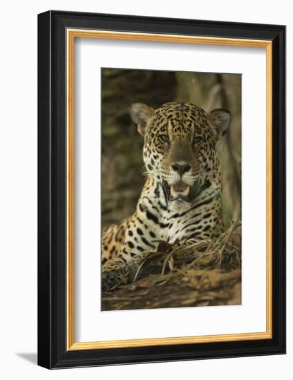 Jaguar-Joe McDonald-Framed Photographic Print