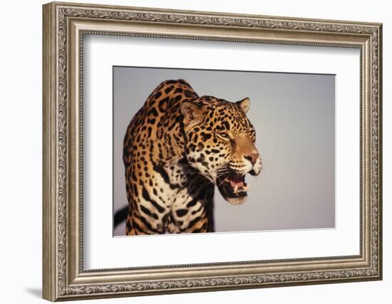 Jaguar-DLILLC-Framed Photographic Print