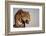 Jaguar-DLILLC-Framed Photographic Print