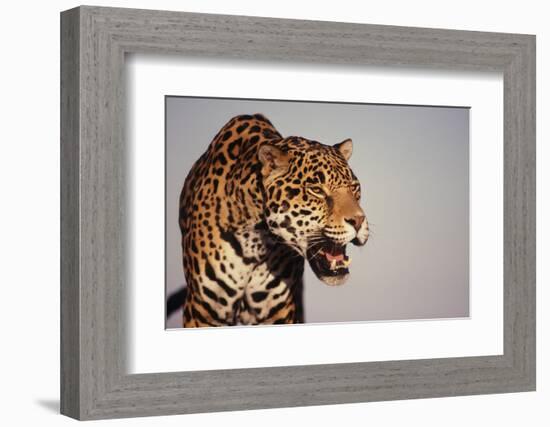 Jaguar-DLILLC-Framed Photographic Print