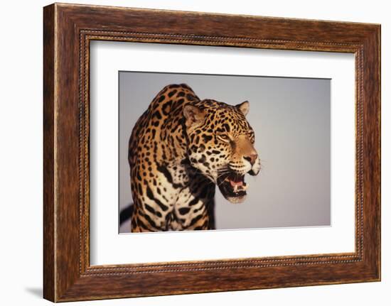 Jaguar-DLILLC-Framed Photographic Print