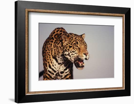 Jaguar-DLILLC-Framed Photographic Print