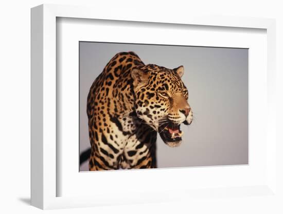 Jaguar-DLILLC-Framed Photographic Print