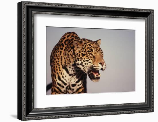 Jaguar-DLILLC-Framed Photographic Print