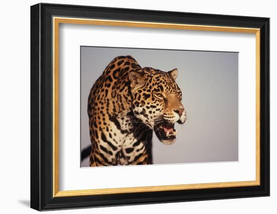 Jaguar-DLILLC-Framed Photographic Print