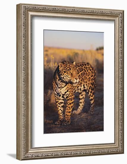 Jaguar-DLILLC-Framed Photographic Print