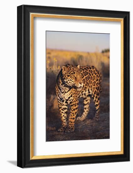 Jaguar-DLILLC-Framed Photographic Print