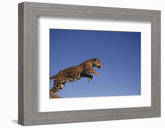 Jaguar-DLILLC-Framed Photographic Print