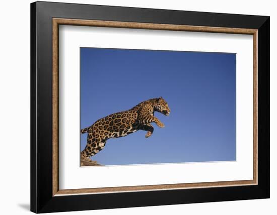 Jaguar-DLILLC-Framed Photographic Print