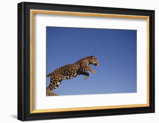 Jaguar-DLILLC-Framed Photographic Print