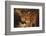 Jaguar-DLILLC-Framed Photographic Print