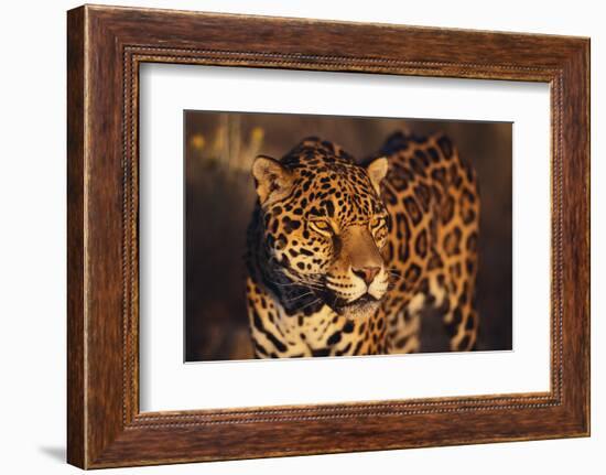 Jaguar-DLILLC-Framed Photographic Print