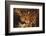 Jaguar-DLILLC-Framed Photographic Print