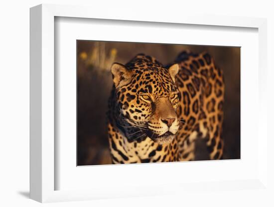 Jaguar-DLILLC-Framed Photographic Print