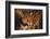 Jaguar-DLILLC-Framed Photographic Print