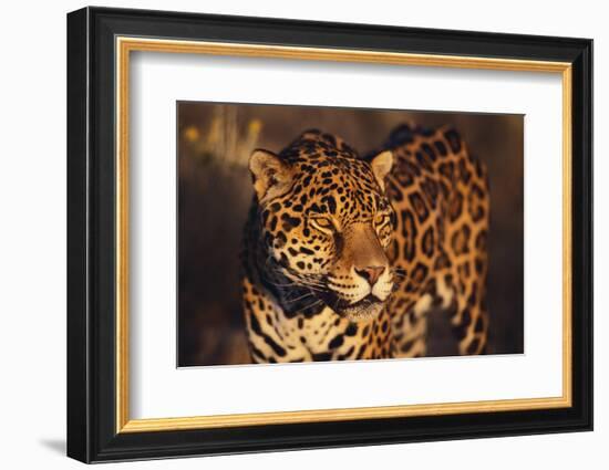 Jaguar-DLILLC-Framed Photographic Print