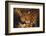 Jaguar-DLILLC-Framed Photographic Print