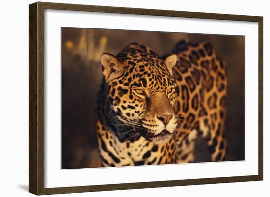 Jaguar-DLILLC-Framed Photographic Print