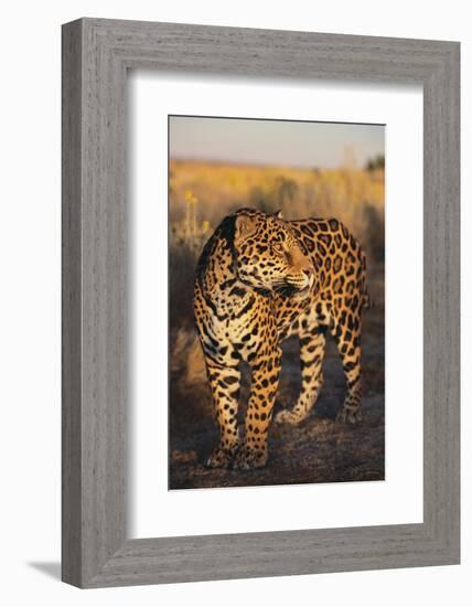 Jaguar-DLILLC-Framed Photographic Print