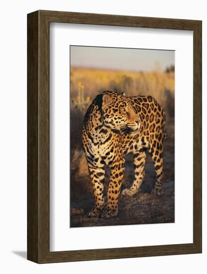 Jaguar-DLILLC-Framed Photographic Print